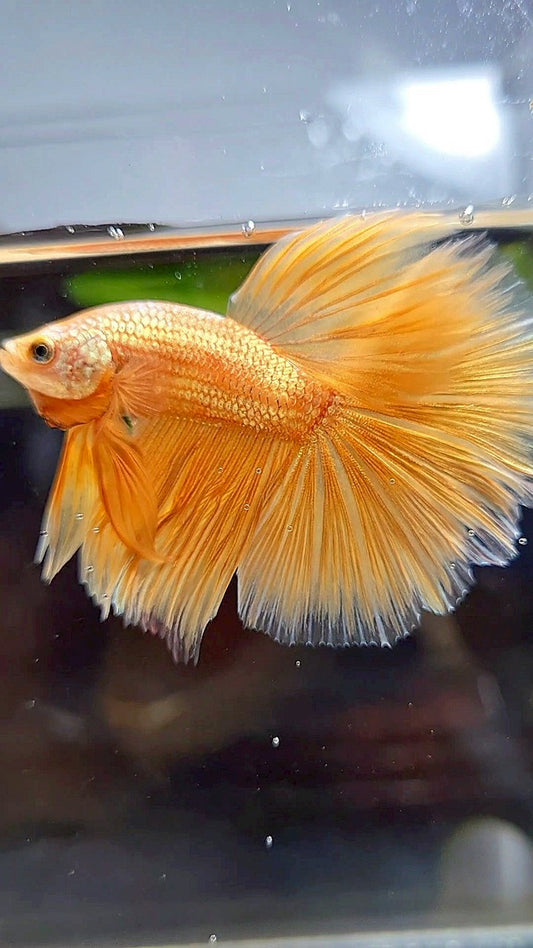 HALFMOON ROSETAIL SUPER GOLD BETTA FISH