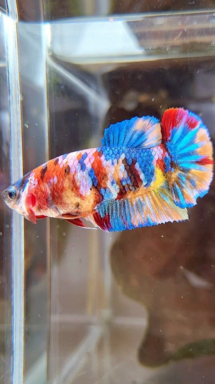 FEMALE PLAKAT ORANGE YELLOW GALAXY MULTICOLOR BETTA FISH