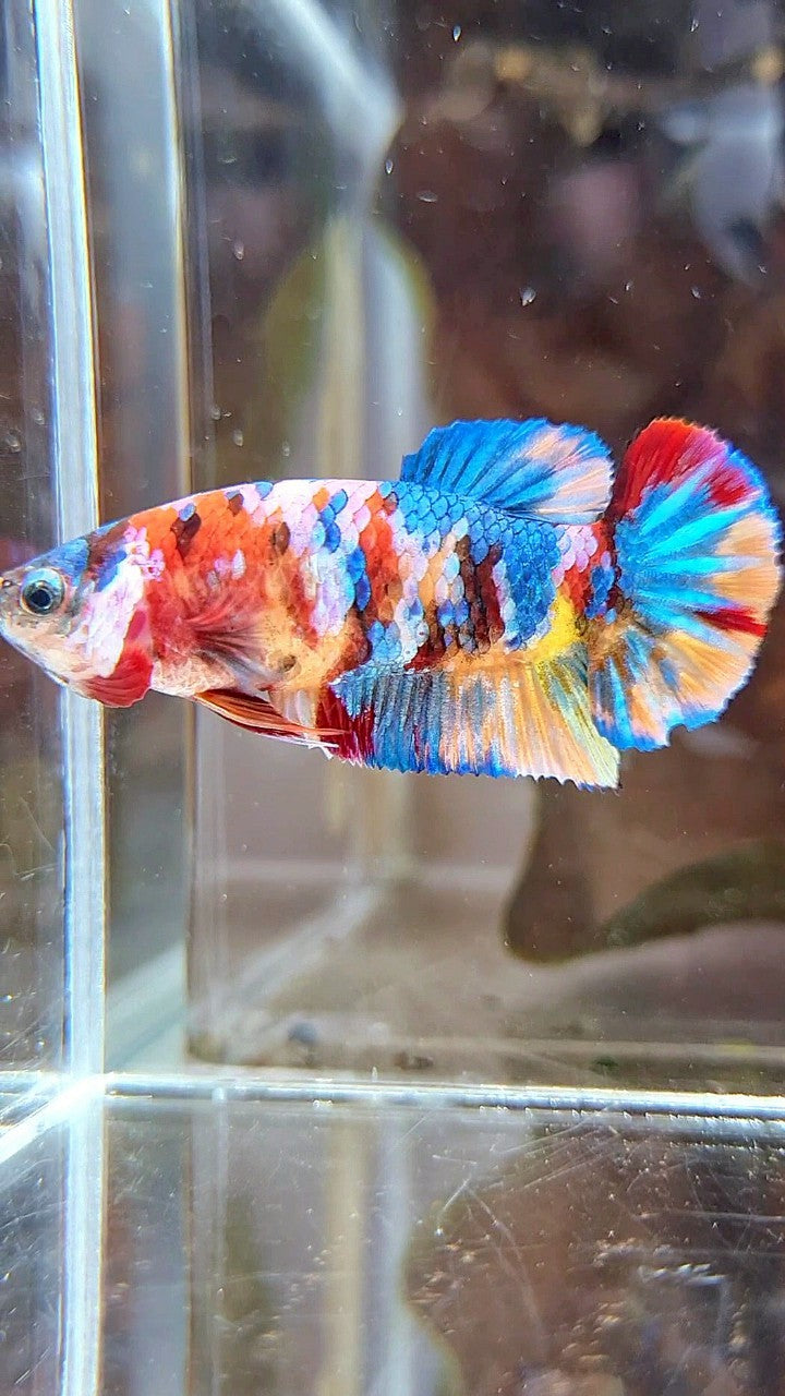 FEMALE PLAKAT ORANGE YELLOW GALAXY MULTICOLOR BETTA FISH