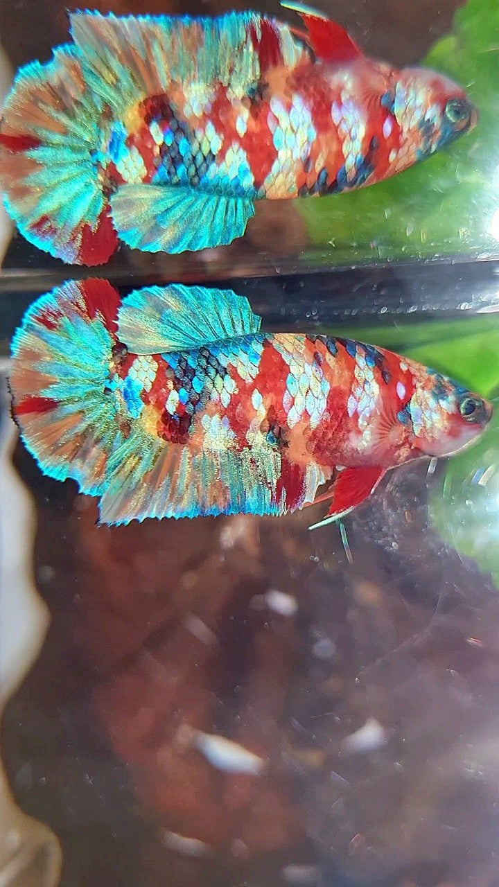 FEMALE PLAKAT ORANGE YELLOW GALAXY MULTICOLOR BETTA FISH