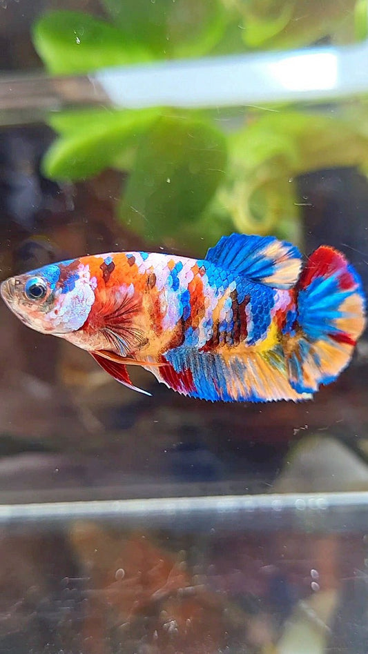 FEMALE PLAKAT ORANGE YELLOW GALAXY MULTICOLOR BETTA FISH