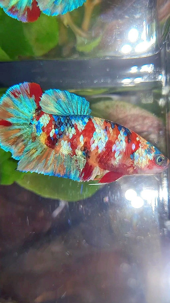FEMALE PLAKAT ORANGE YELLOW GALAXY MULTICOLOR BETTA FISH