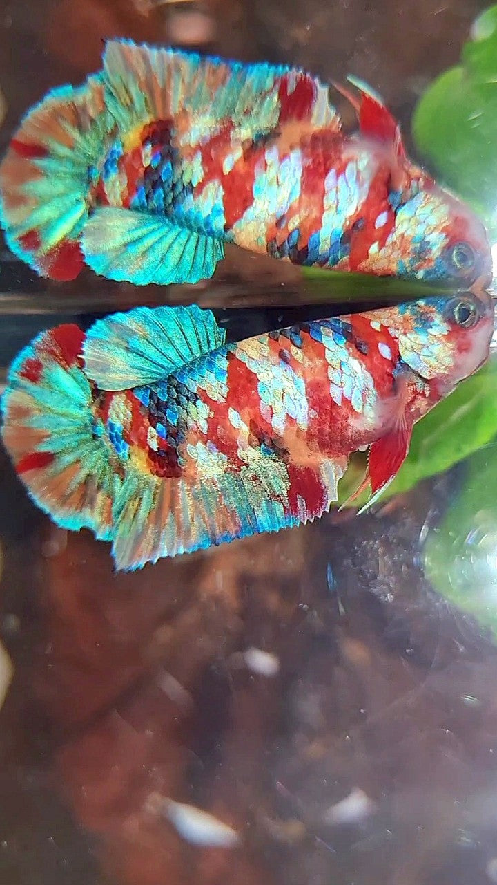 FEMALE PLAKAT ORANGE YELLOW GALAXY MULTICOLOR BETTA FISH