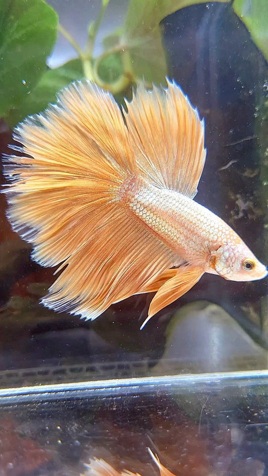HALFMOON ROSETAIL SUPER GOLD BETTA FISH