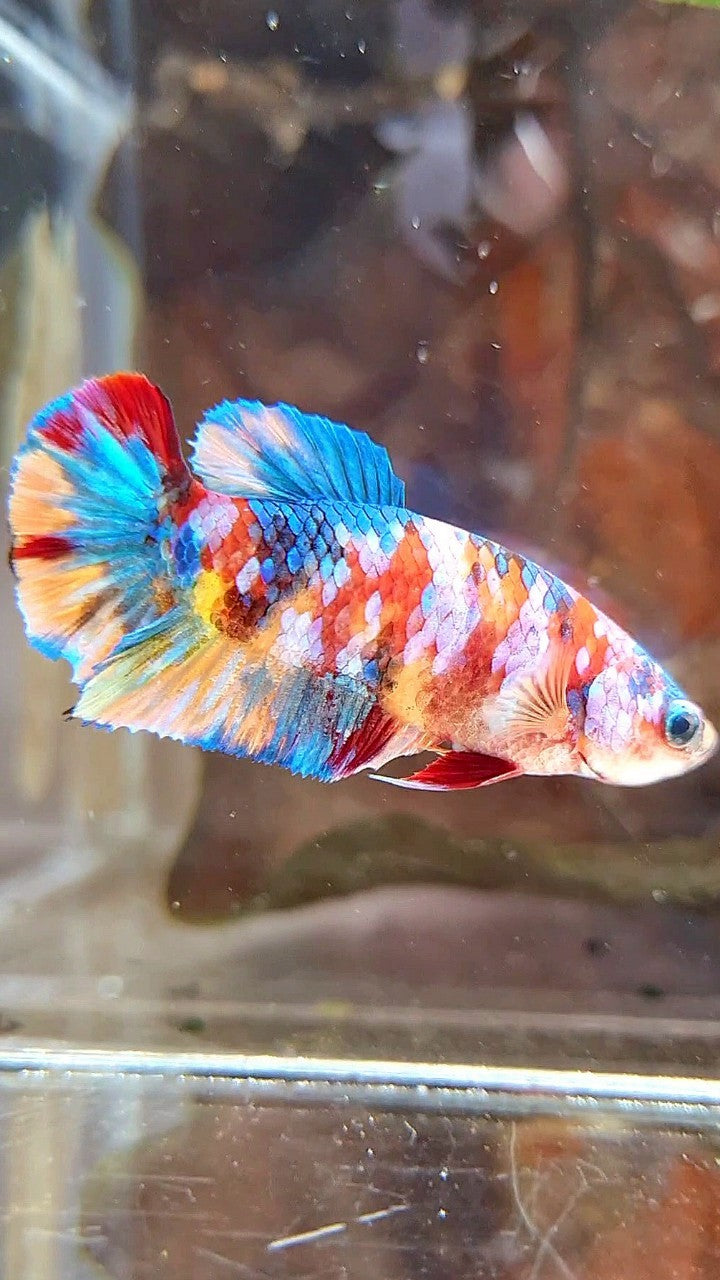 FEMALE PLAKAT ORANGE YELLOW GALAXY MULTICOLOR BETTA FISH