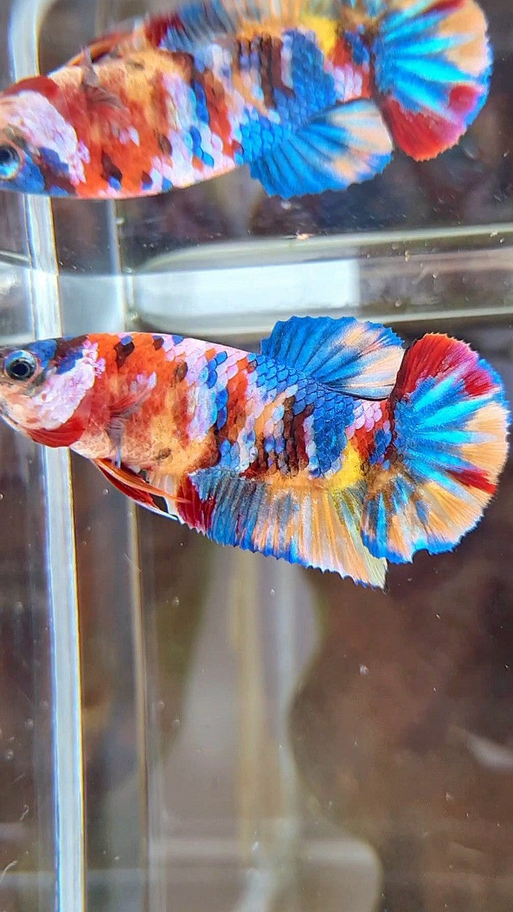 FEMALE PLAKAT ORANGE YELLOW GALAXY MULTICOLOR BETTA FISH