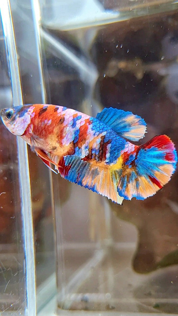FEMALE PLAKAT ORANGE YELLOW GALAXY MULTICOLOR BETTA FISH