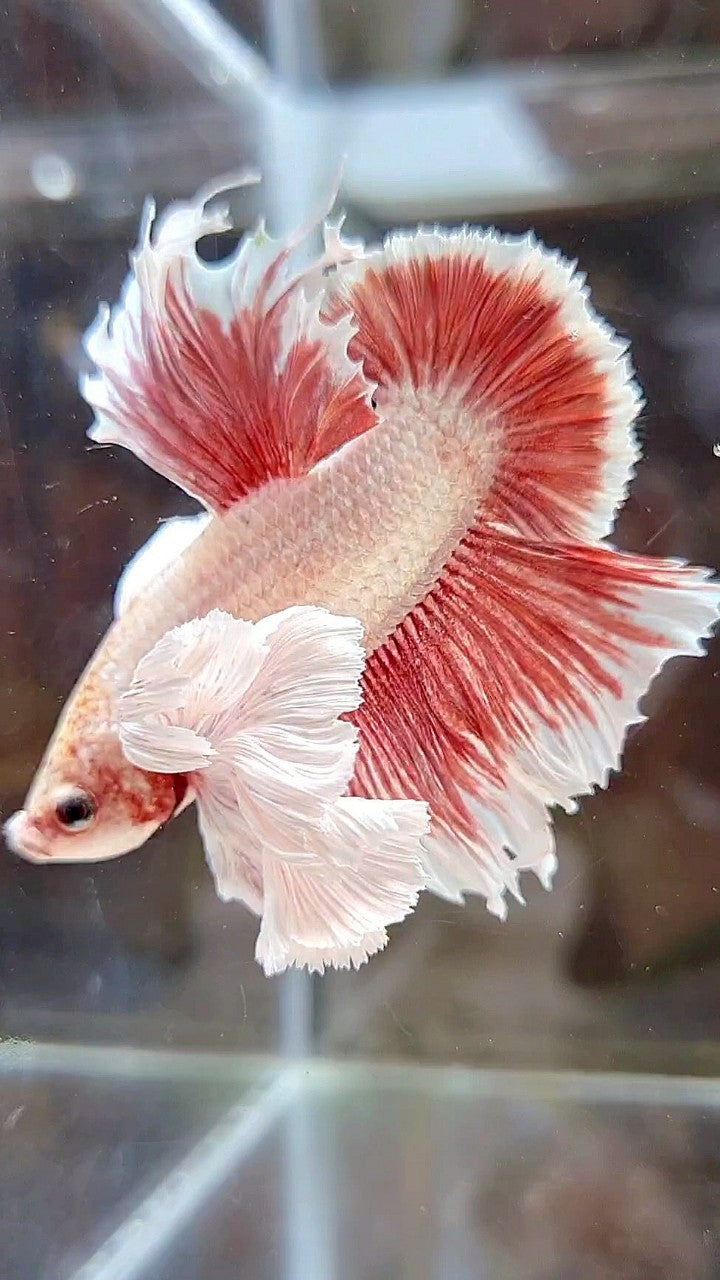 LUXURY HMPK SUPER DUMBO EAR RED LAVENDER BETTA FISH
