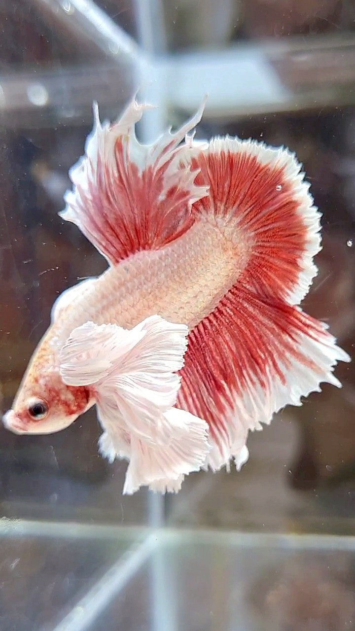 LUXURY HMPK SUPER DUMBO EAR RED LAVENDER BETTA FISH