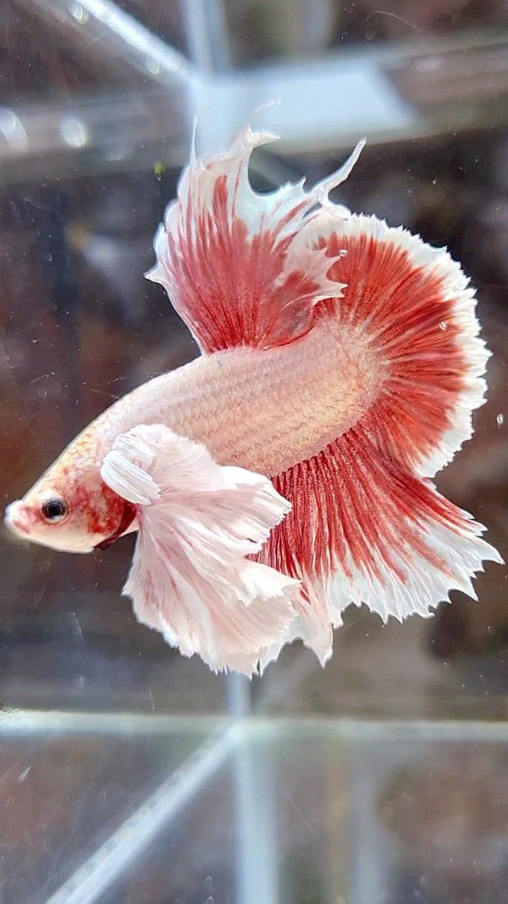 LUXURY HMPK SUPER DUMBO EAR RED LAVENDER BETTA FISH