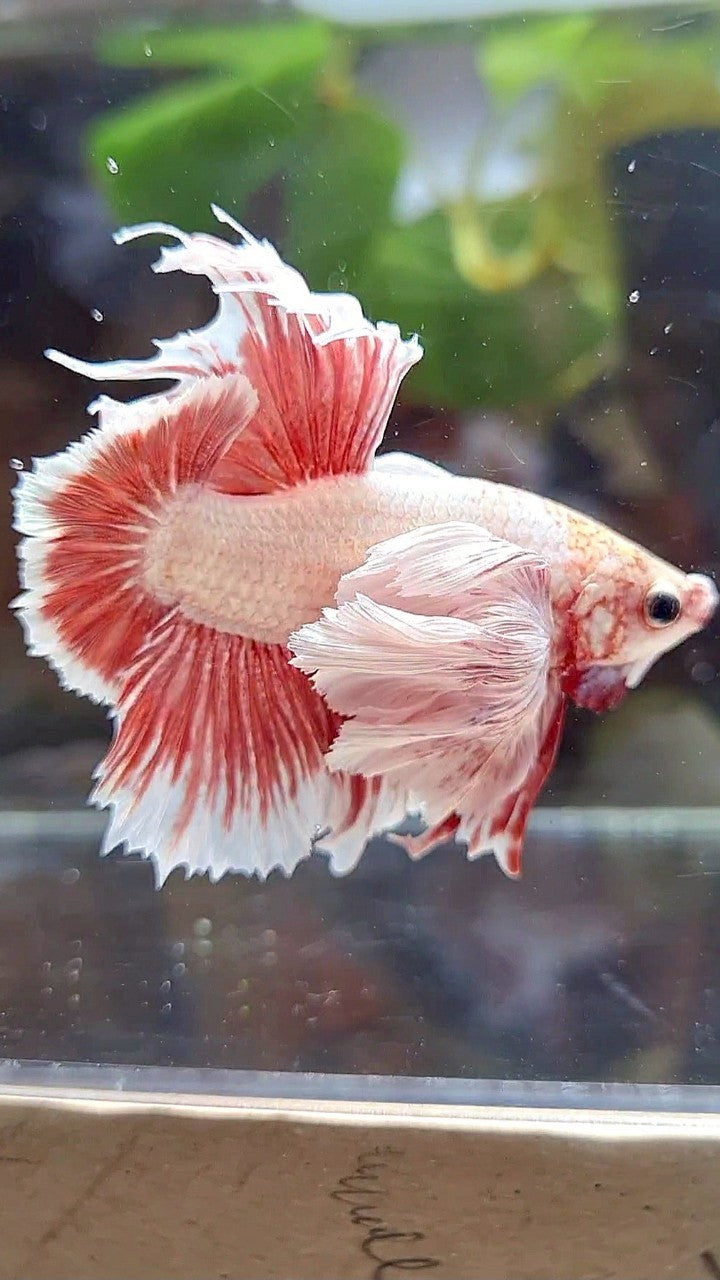 LUXURY HMPK SUPER DUMBO EAR RED LAVENDER BETTA FISH