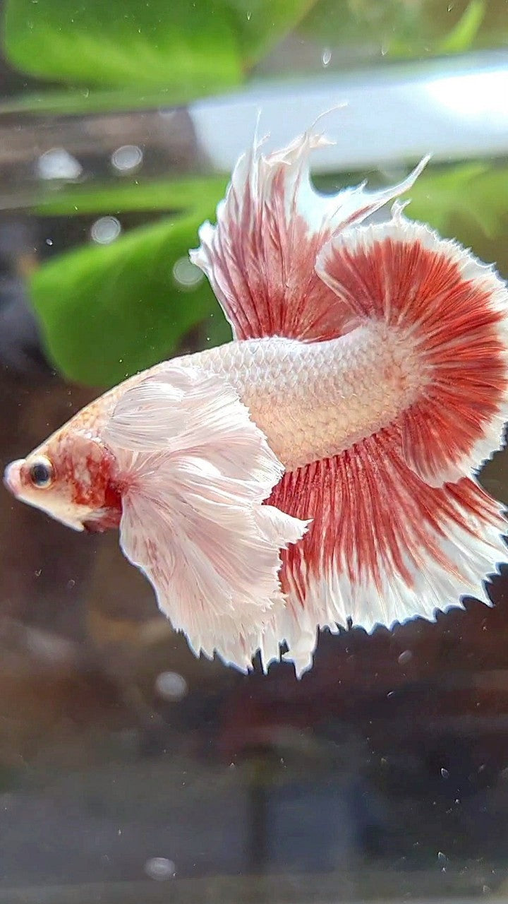 LUXURY HMPK SUPER DUMBO EAR RED LAVENDER BETTA FISH
