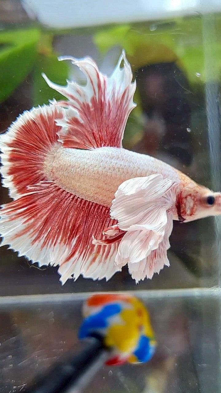 LUXURY HMPK SUPER DUMBO EAR RED LAVENDER BETTA FISH