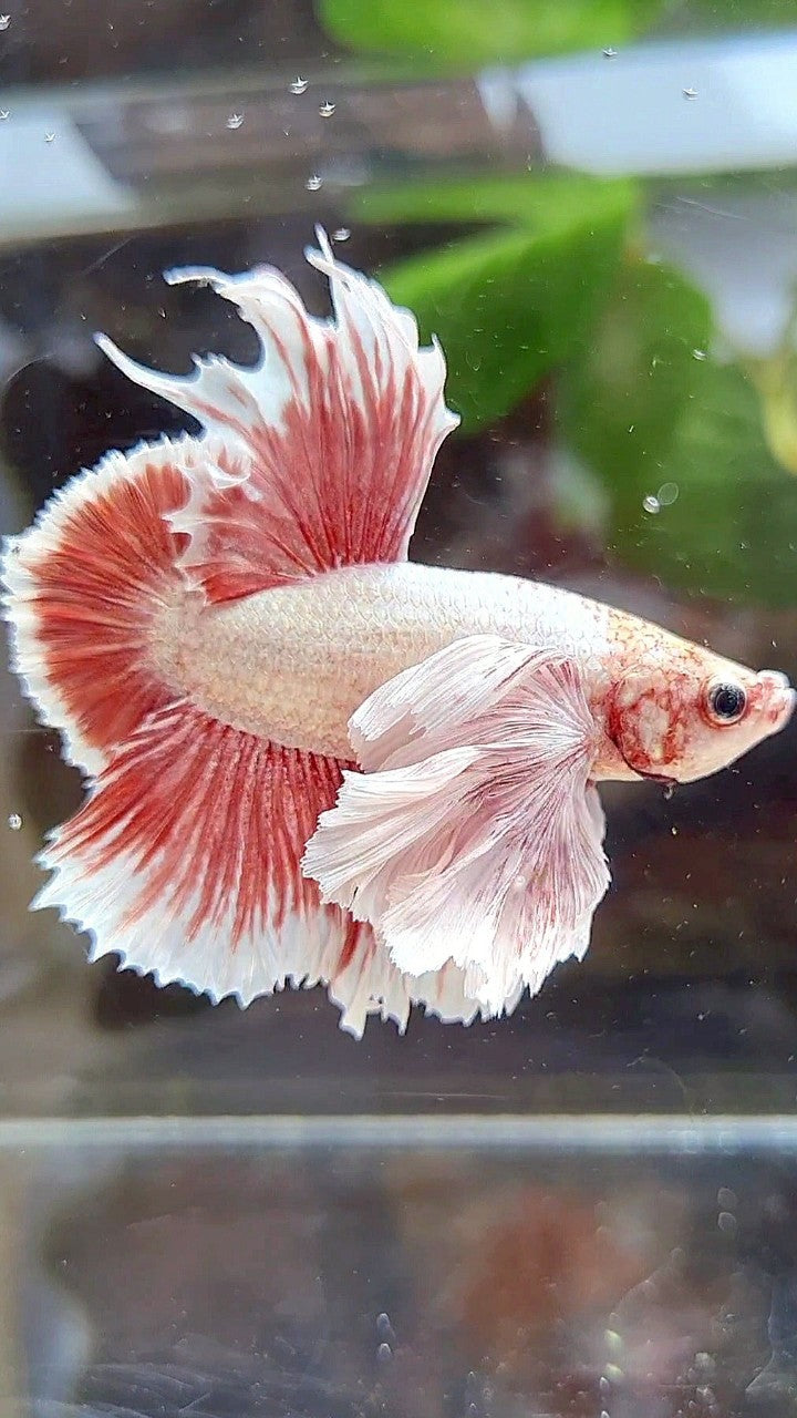 LUXURY HMPK SUPER DUMBO EAR RED LAVENDER BETTA FISH