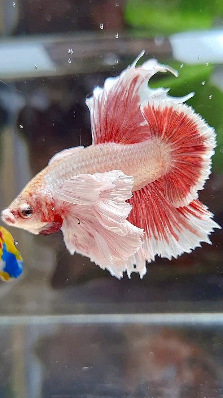 LUXURY HMPK SUPER DUMBO EAR RED LAVENDER BETTA FISH