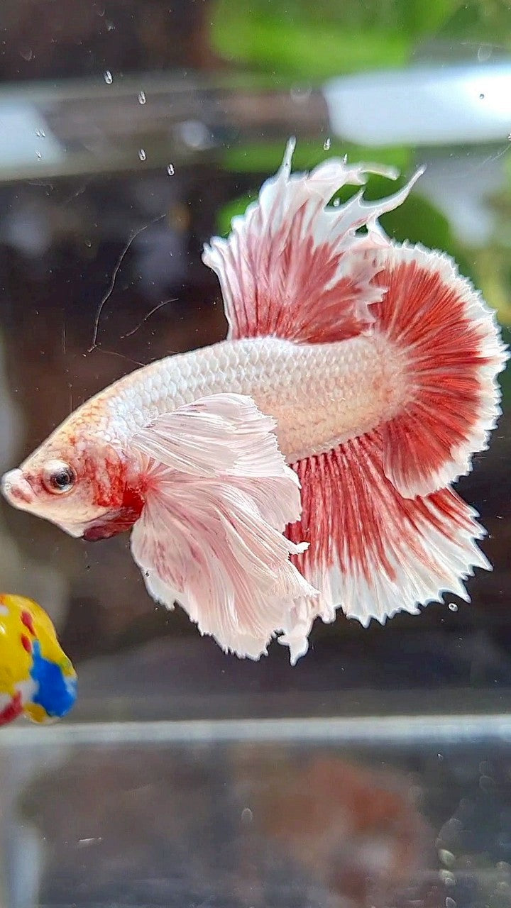 LUXURY HMPK SUPER DUMBO EAR RED LAVENDER BETTA FISH