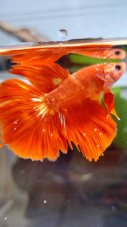 HALFMOON SUPER FIRE LEOPARD GOLD GALAXY BETTA FISH