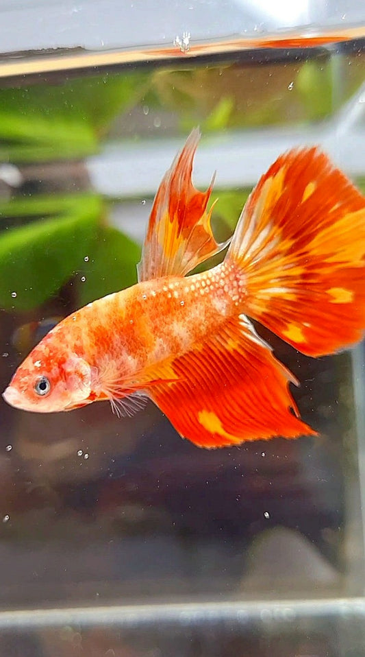 HALFMOON LEOPARD FIRE BETTA FISH