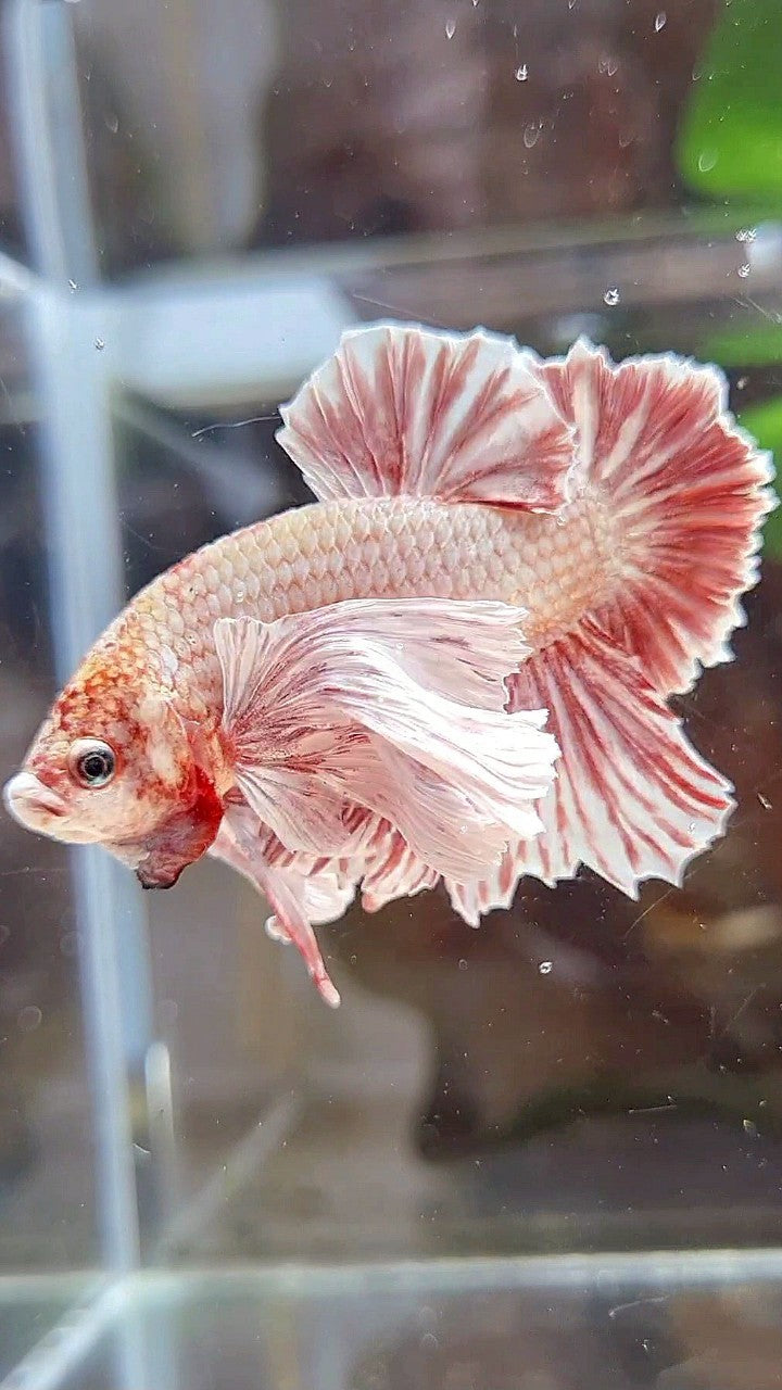PLAKAT SUPER DUMBO EAR RED WHITE LAVENDER BETTA FISH