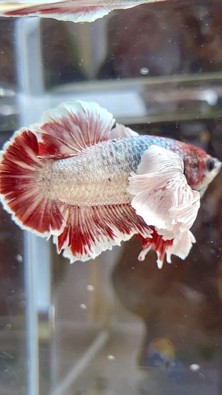 PLAKAT SUPER DUMBO EAR RED WHITE COPPER WASH BETTA FISH