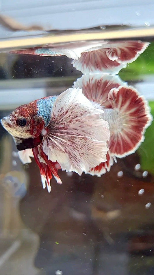 PLAKAT SUPER DUMBO EAR RED WHITE COPPER WASH BETTA FISH