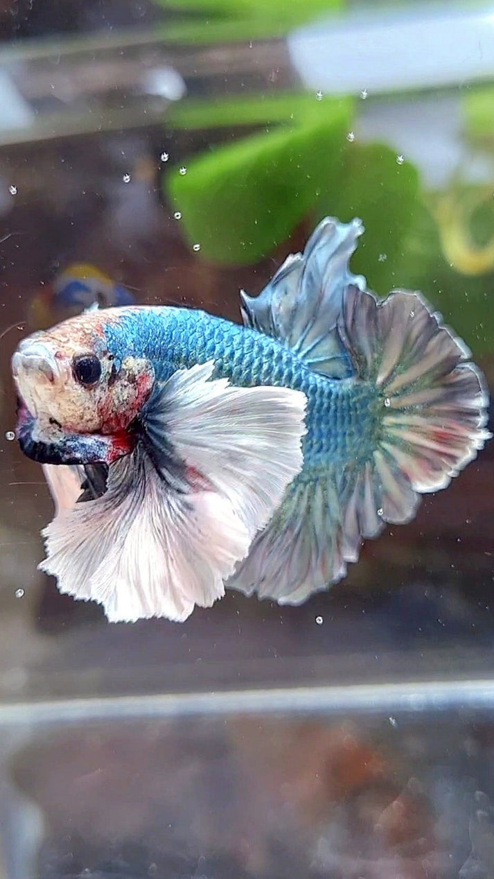 PLAKAT SUPER DUMBO EAR COPPER ARMY BETTA FISH – Rare Betta Fish Store