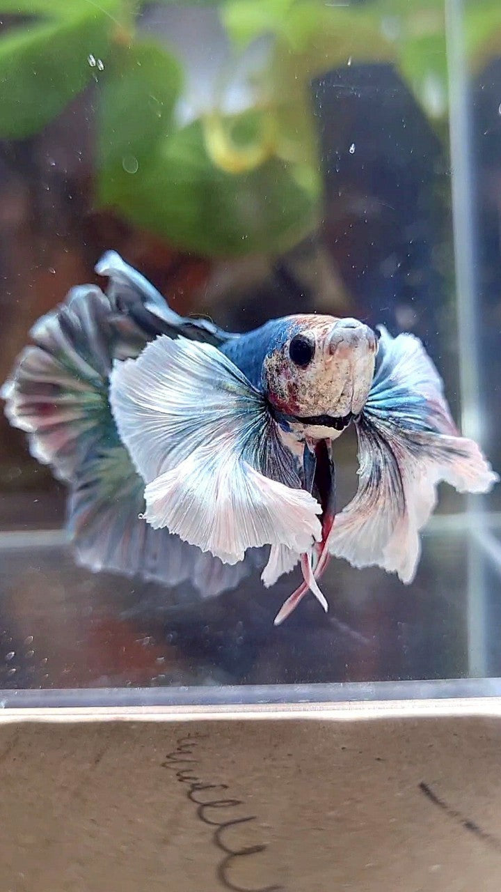 PLAKAT SUPER DUMBO EAR COPPER ARMY BETTA FISH