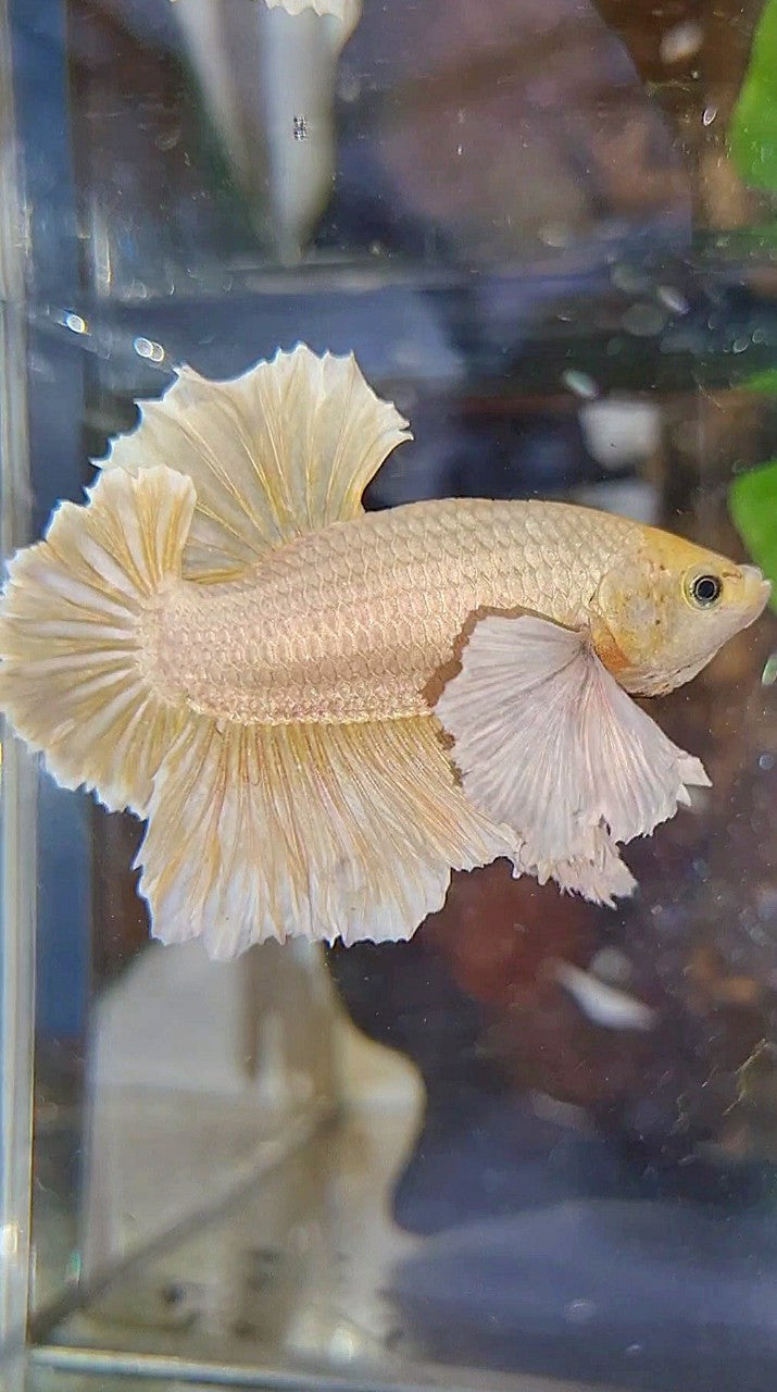 LUXURY HMPK SUPER DUMBO EAR GOLD SOFT BETTA FISH