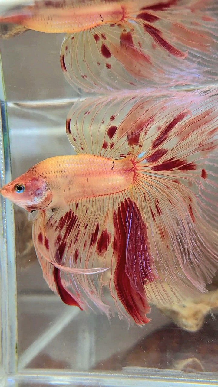 XL HALFMOON OVERTAIL ROSETAIL ARMAGEDDON VANDA BETTA FISH