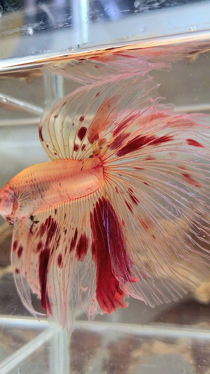 XL HALFMOON OVERTAIL ROSETAIL ARMAGEDDON VANDA BETTA FISH