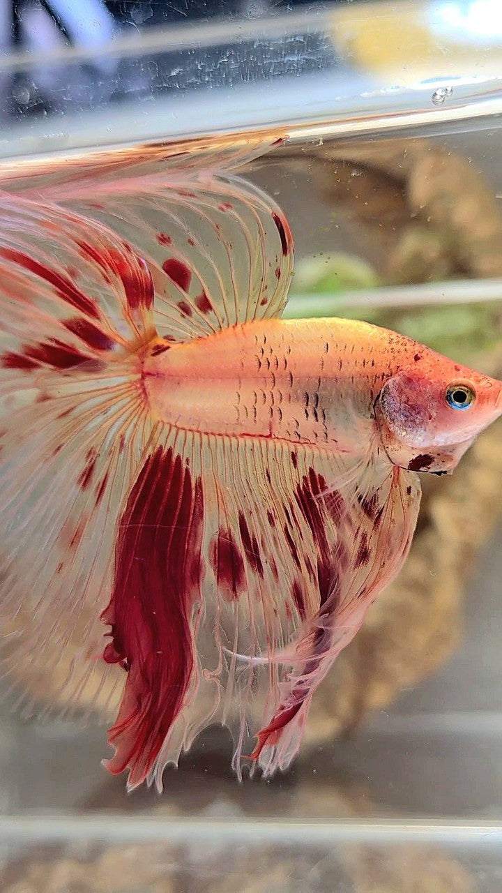 XL HALFMOON OVERTAIL ROSETAIL ARMAGEDDON VANDA BETTA FISH