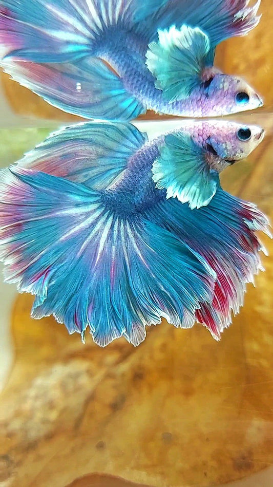 HALFMOON DUMBO EAR BLUE GRIZZLE RED WASH BETTA FISH