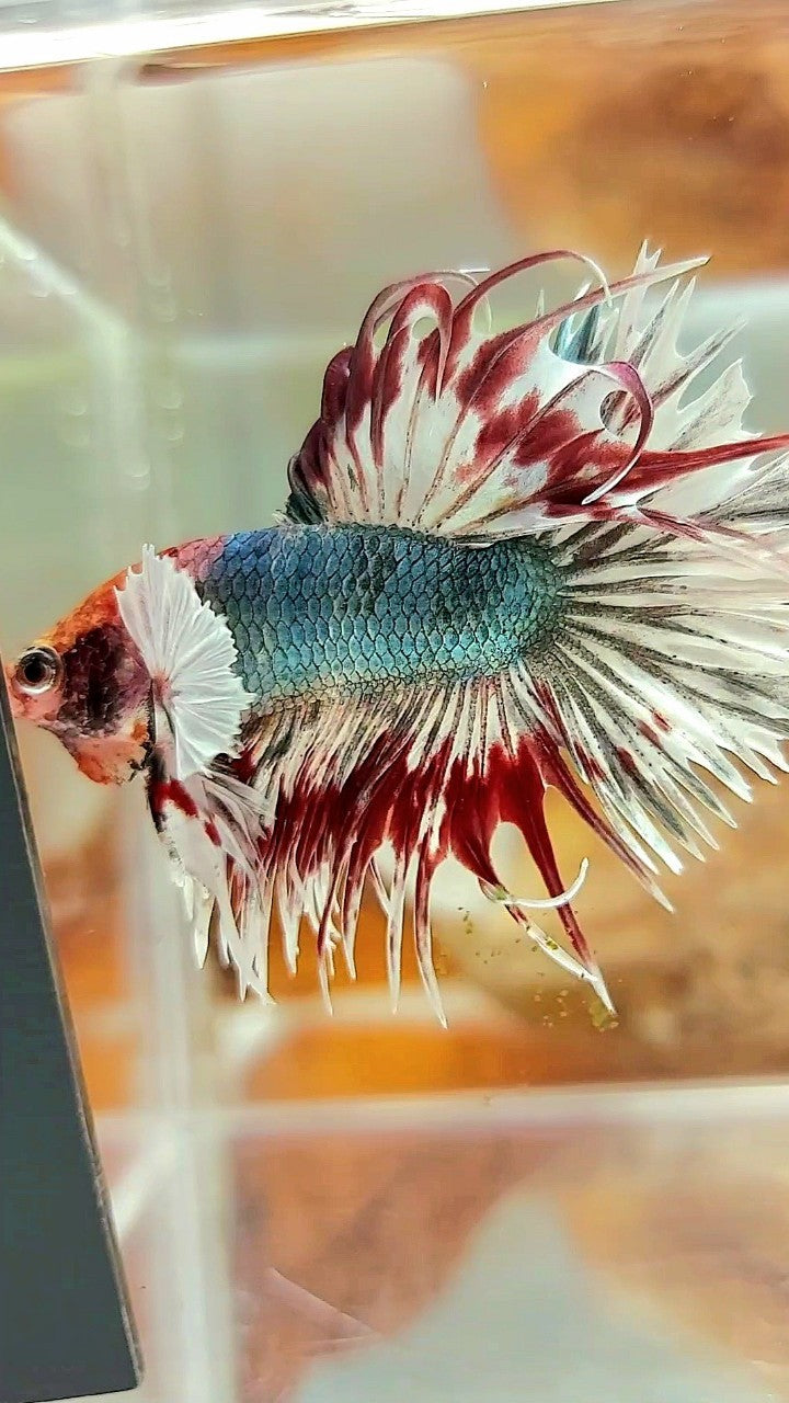 CROWNTAIL DUMBO EAR COPPER ARMY MULTICOLOR BETTA FISH