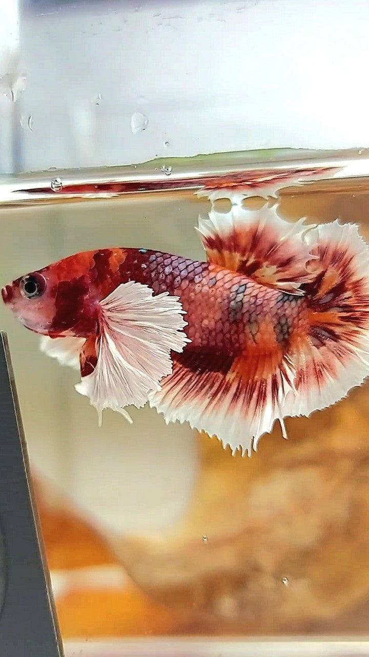 PLAKAT CROWNTAIL DUMBO EAR ORANGE COPPER MULTICOLOR BETTA FISH