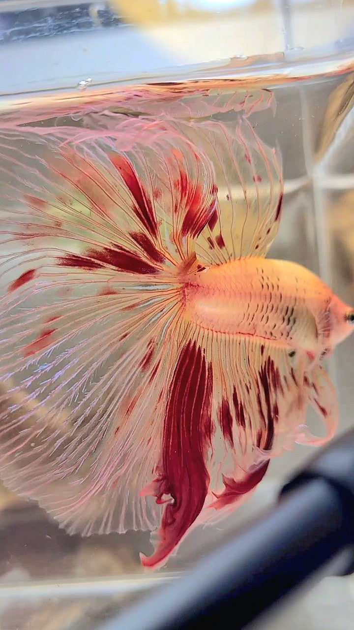 XL HALFMOON OVERTAIL ROSETAIL ARMAGEDDON VANDA BETTA FISH