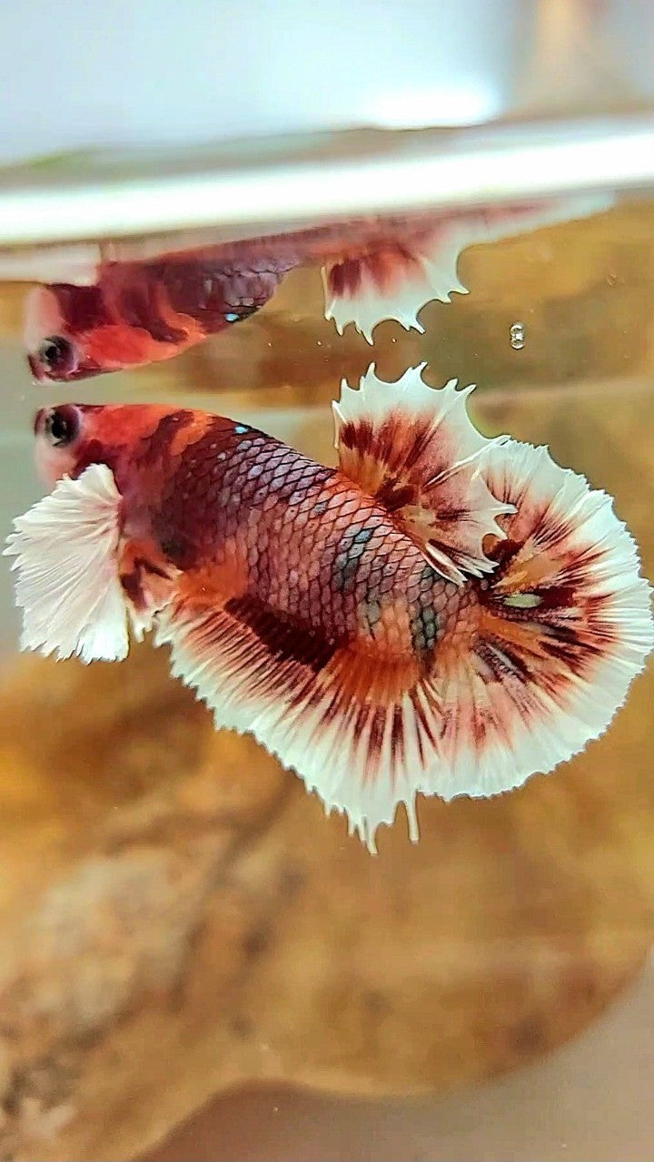 PLAKAT CROWNTAIL DUMBO EAR ORANGE COPPER MULTICOLOR BETTA FISH