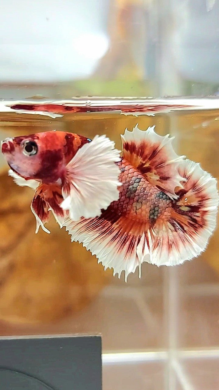 PLAKAT CROWNTAIL DUMBO EAR ORANGE COPPER MULTICOLOR BETTA FISH