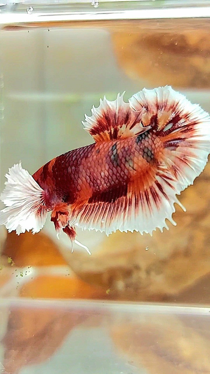 PLAKAT CROWNTAIL DUMBO EAR ORANGE COPPER MULTICOLOR BETTA FISH