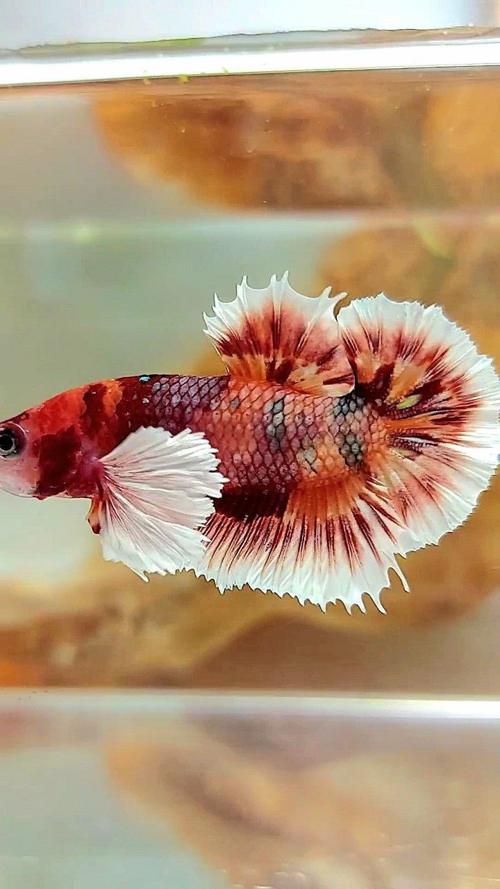 PLAKAT CROWNTAIL DUMBO EAR ORANGE COPPER MULTICOLOR BETTA FISH