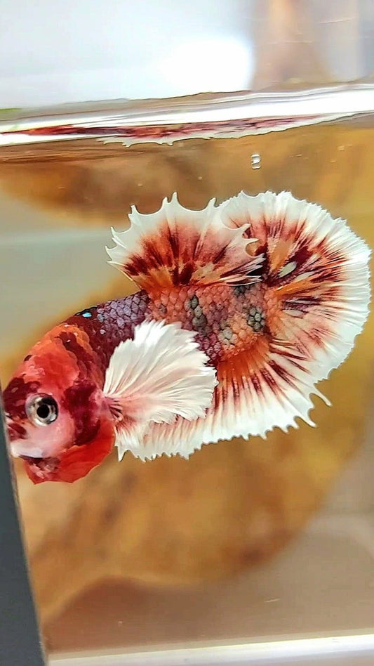 PLAKAT CROWNTAIL DUMBO EAR ORANGE COPPER MULTICOLOR BETTA FISH