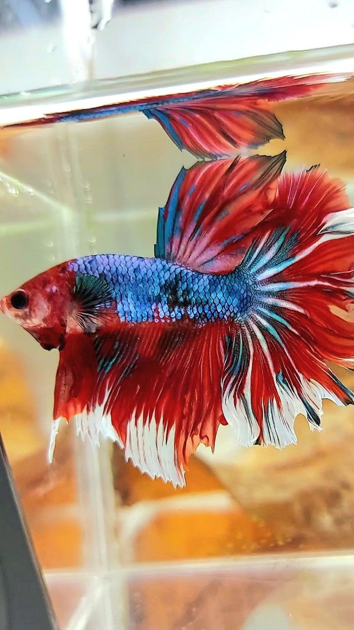 HALFMOON ROSETAIL ROTER FANTASTISCHER MEHRFARBIGER BETTA-FISCH