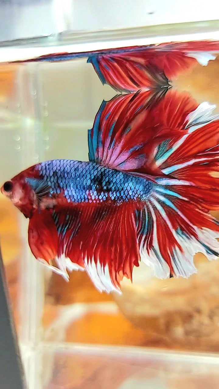 HALFMOON ROSETAIL RED FANCY MULTICOLOR BETTA FISH