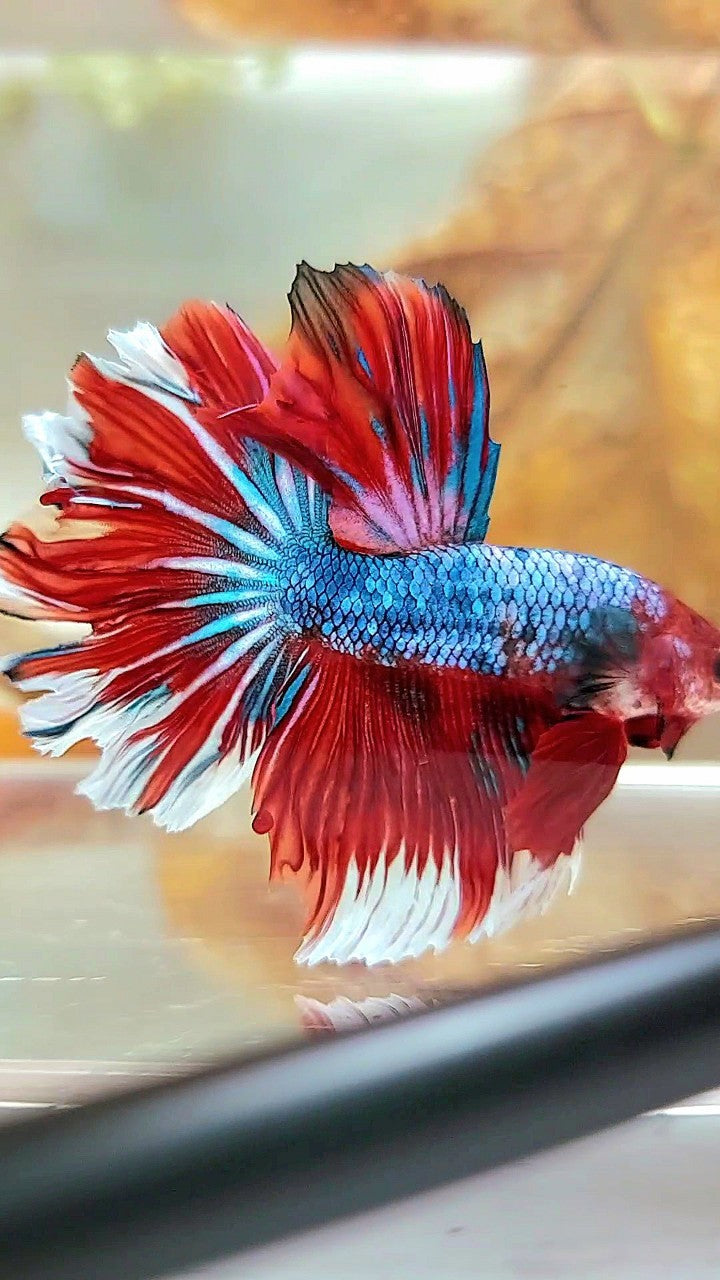 HALFMOON ROSETAIL ROTER FANTASTISCHER MEHRFARBIGER BETTA-FISCH