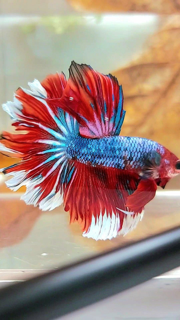 HALFMOON ROSETAIL ROTER FANTASTISCHER MEHRFARBIGER BETTA-FISCH