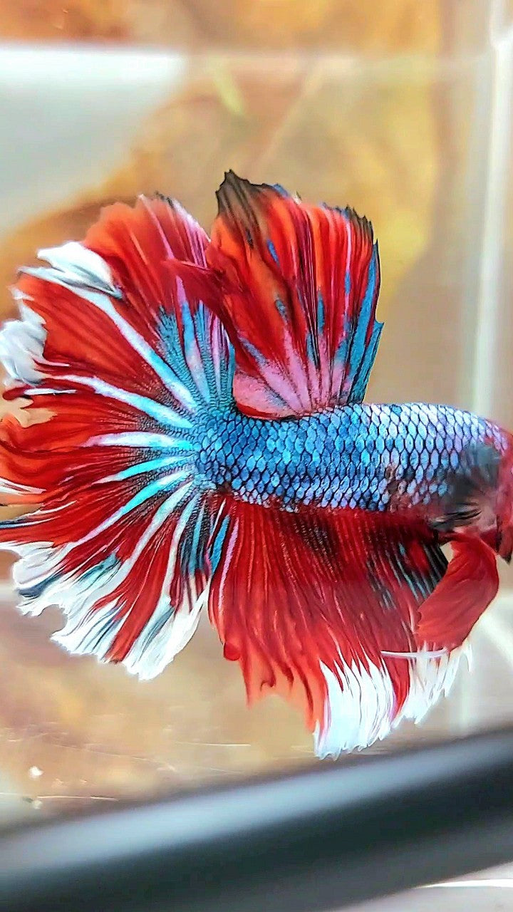 HALFMOON ROSETAIL ROTER FANTASTISCHER MEHRFARBIGER BETTA-FISCH