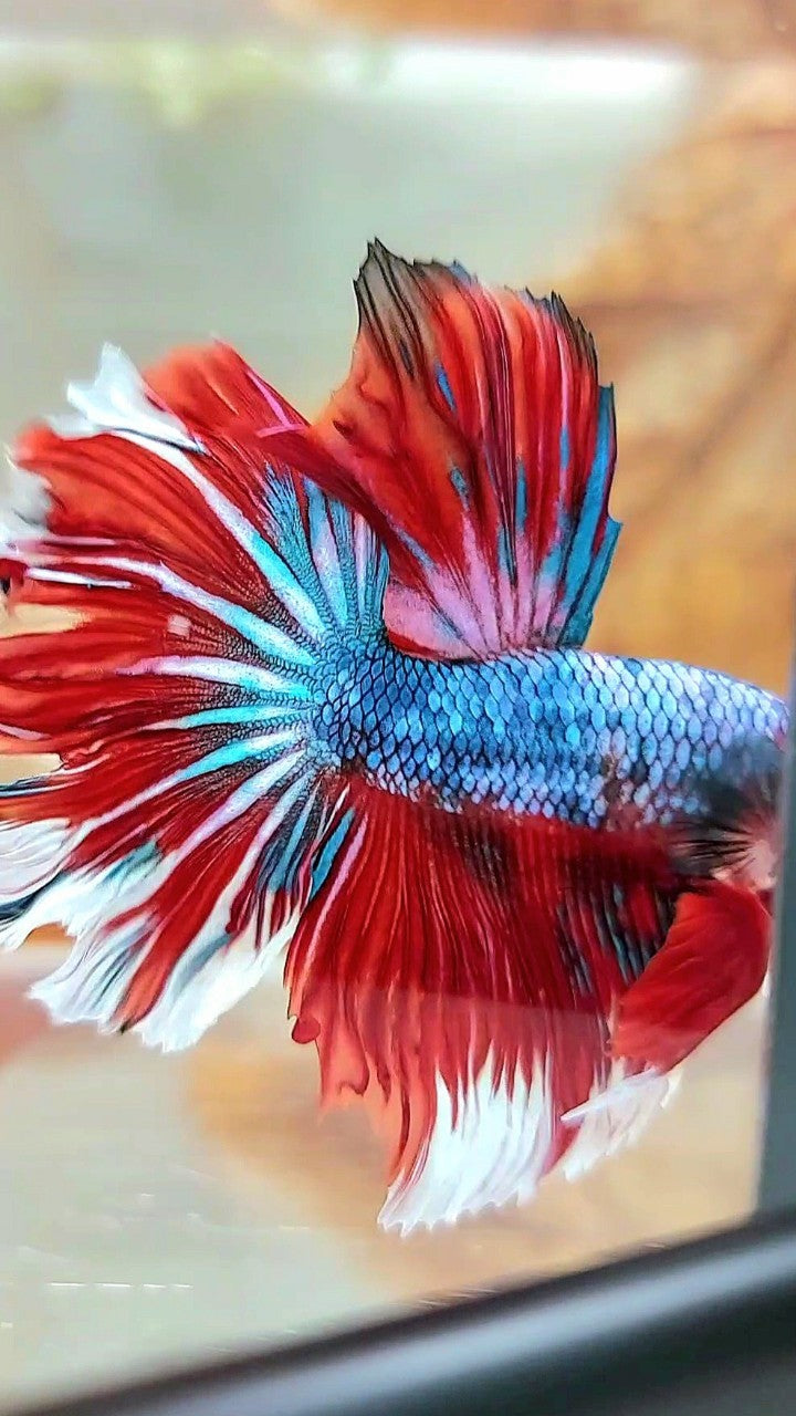 HALFMOON ROSETAIL ROTER FANTASTISCHER MEHRFARBIGER BETTA-FISCH