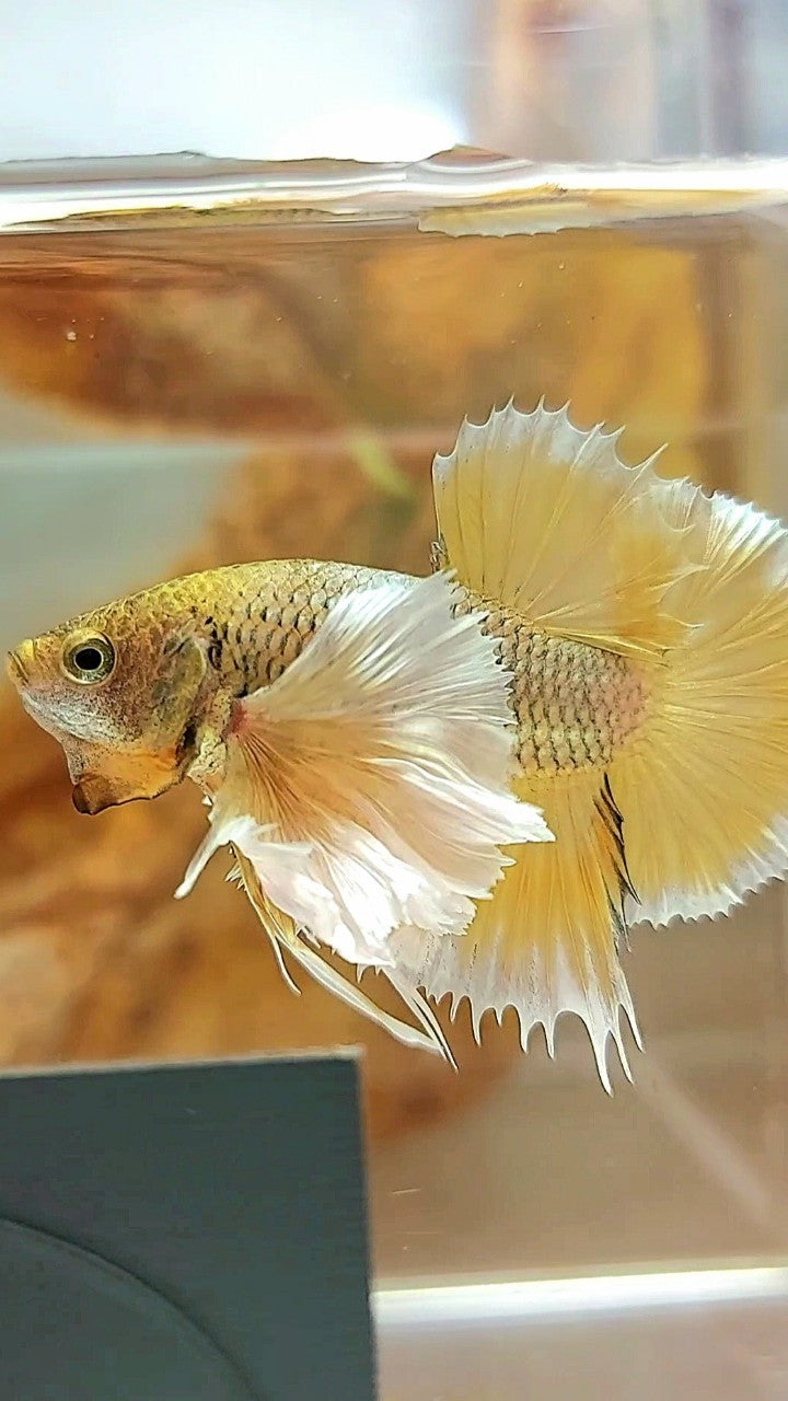 PLAKAT SUPER DUMBO EAR YELLOW PINEAPPLE BETTA FISH