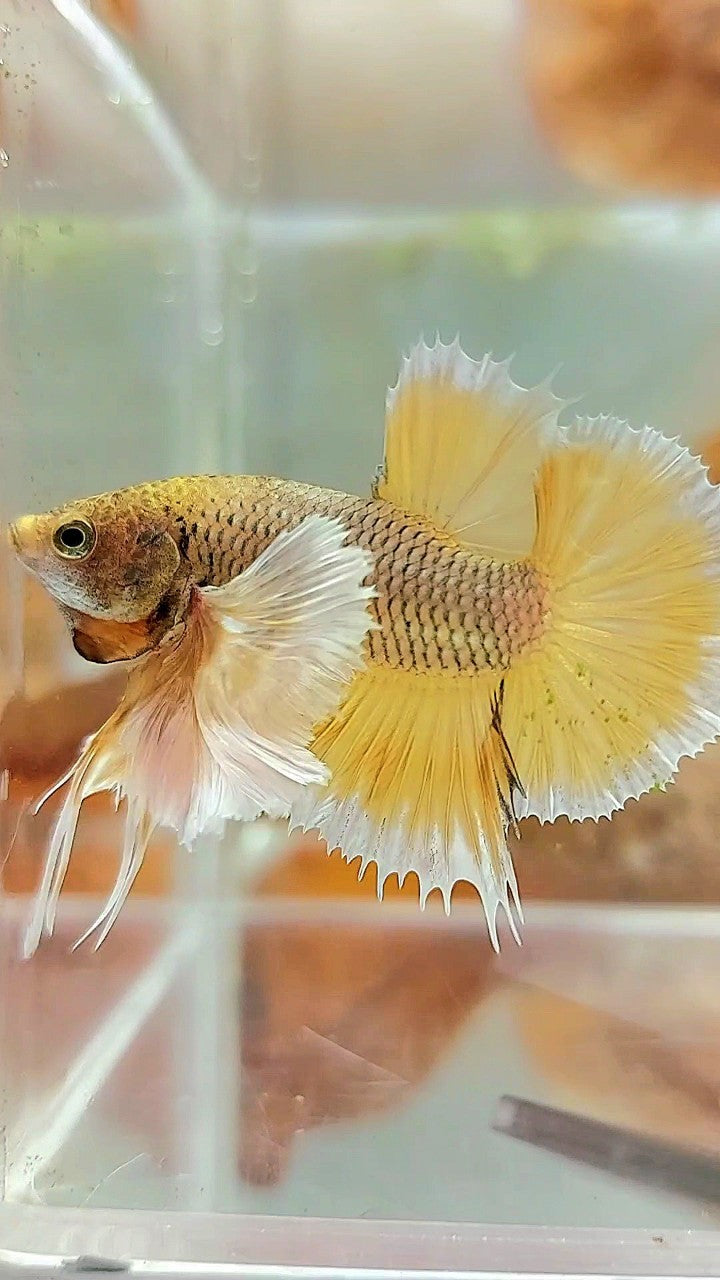 PLAKAT SUPER DUMBO EAR YELLOW PINEAPPLE BETTA FISH