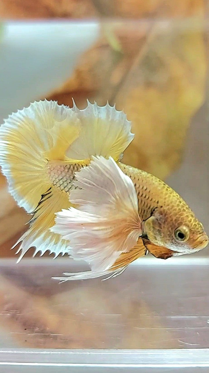 PLAKAT SUPER DUMBO EAR YELLOW PINEAPPLE BETTA FISH