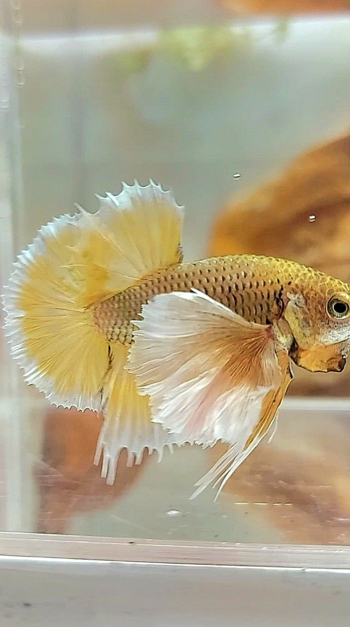 PLAKAT SUPER DUMBO EAR YELLOW PINEAPPLE BETTA FISH